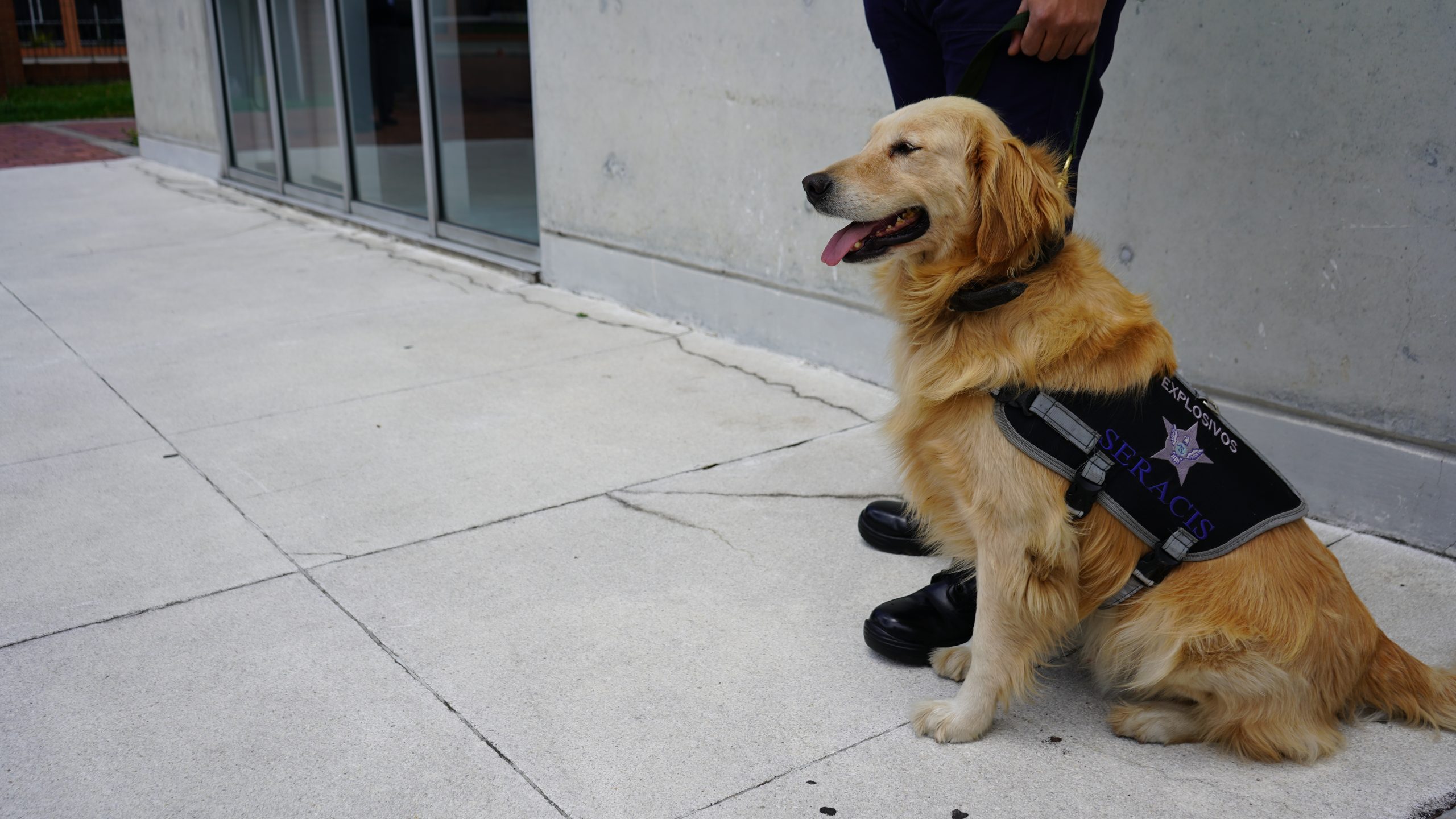 Vigilancia canina unidades caninas especializadas